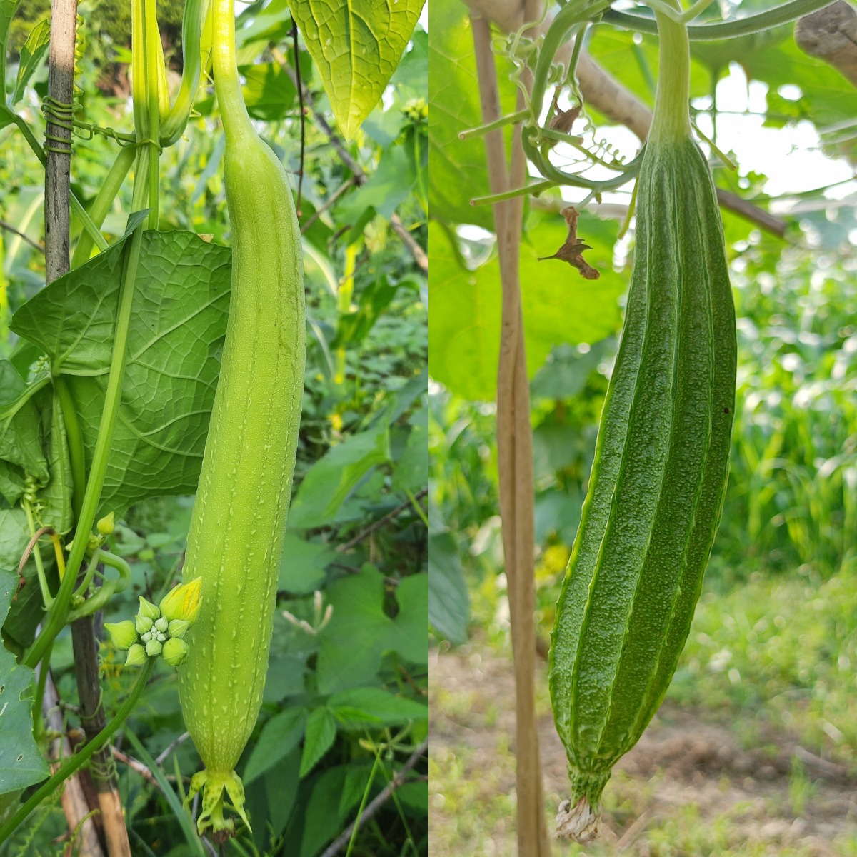 Package of Practice for Cultivation of Cucurbits (Bottle gourd, Ridge gourd, Sponge Gourd, Bitter gourd, Cucumber and Pumpkin)