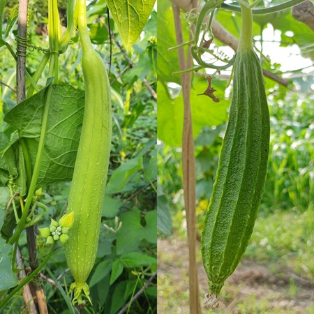 तुरई (रिज गॉर्ड)