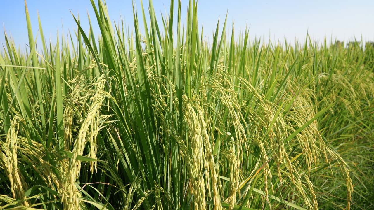 Package of Practice of Cultivation of Paddy Crops