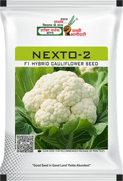 Nexto-2