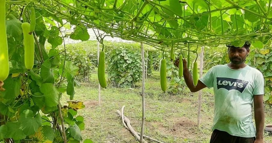 Bottelgourd ( लौकी )