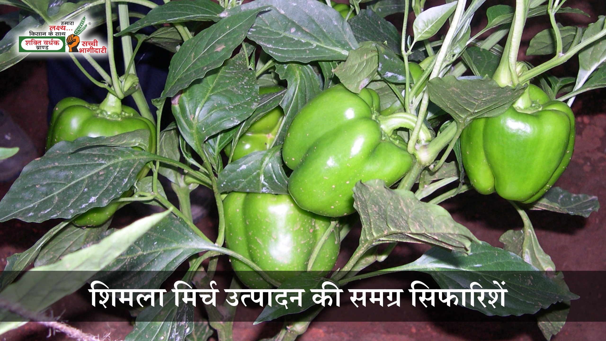 Package of Practice for Capsicum Cultivation