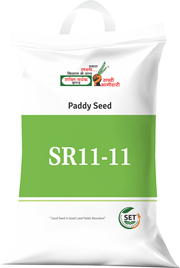 SR 11-11, Best Paddy Seeds,  Thumbnail Image