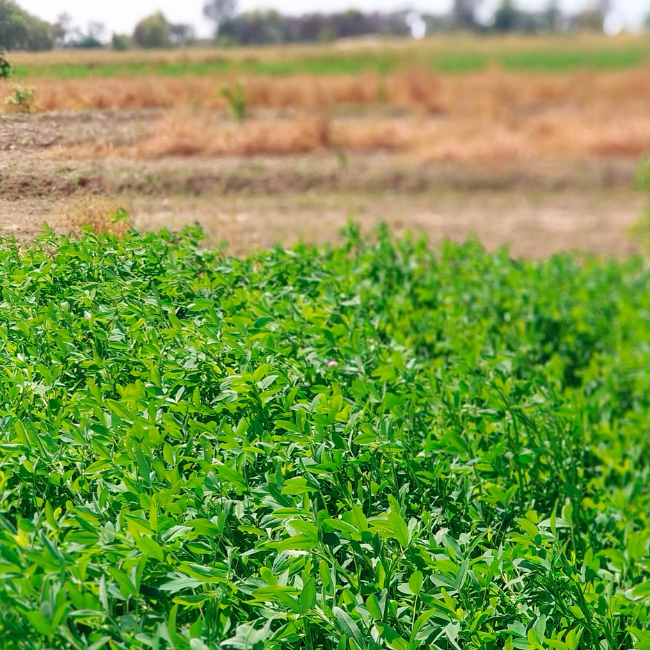 Berseem - Shakti Vardhak Hybrid Seeds Pvt. Ltd.