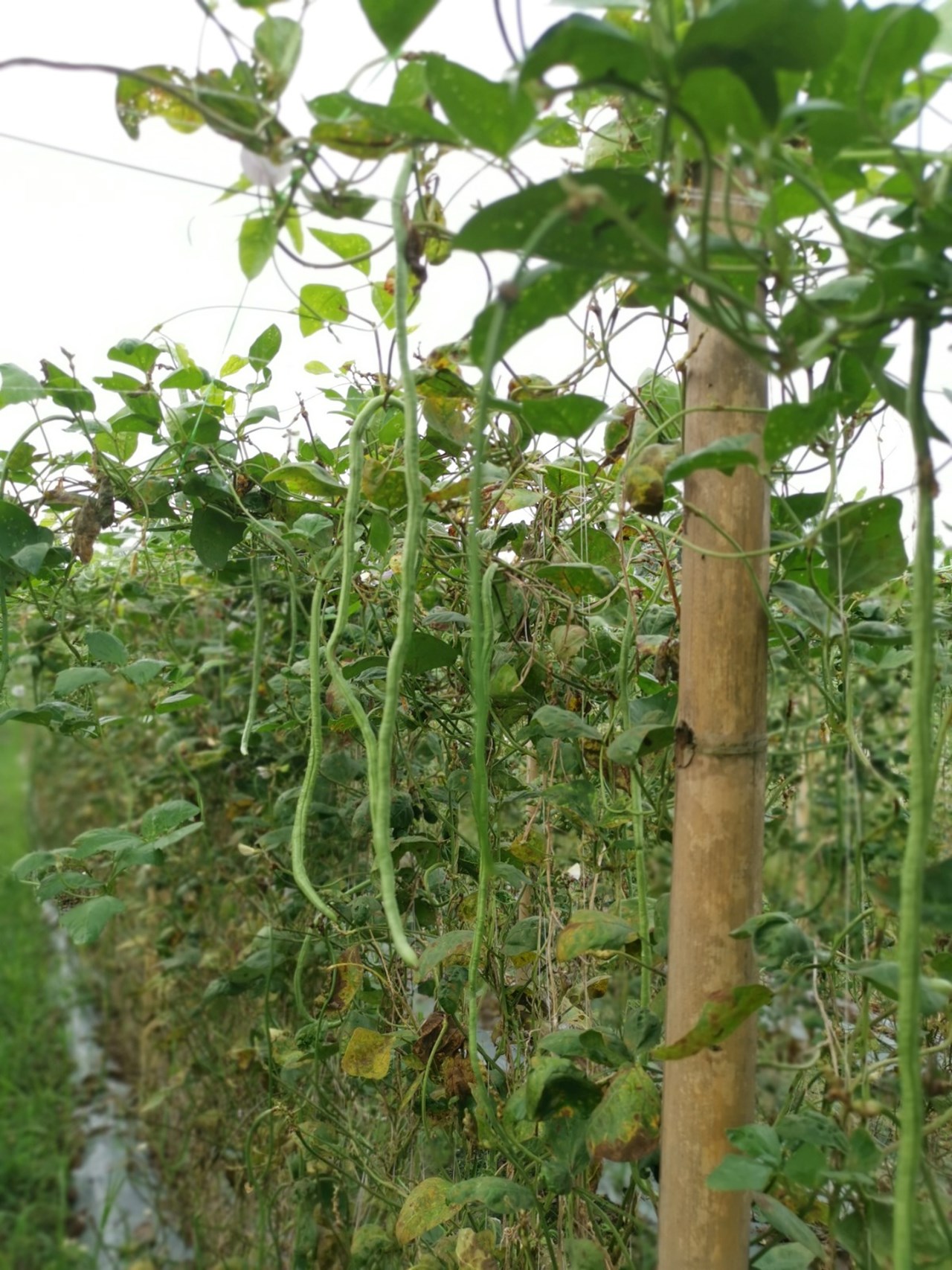SUB-901, Best Beans (Pole) Seeds, 