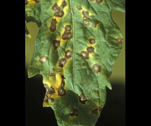 Alternaria Blight