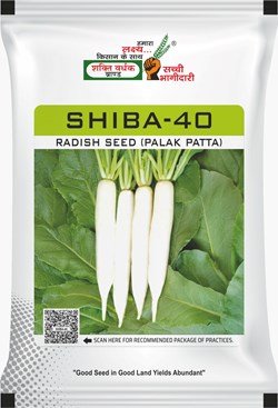 Shiba-40 
