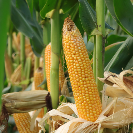 Maize