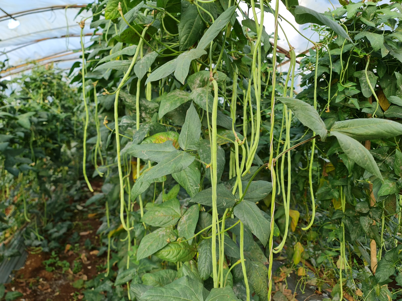 Package of Practice for Cultivation of Beans (Bush)