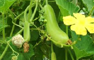 Bottelgourd ( लौकी )