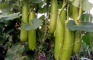 Bottelgourd ( लौकी )