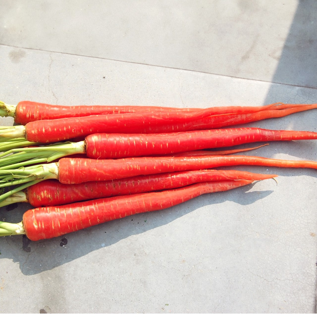 HR-20H, Best Carrot Seeds, 