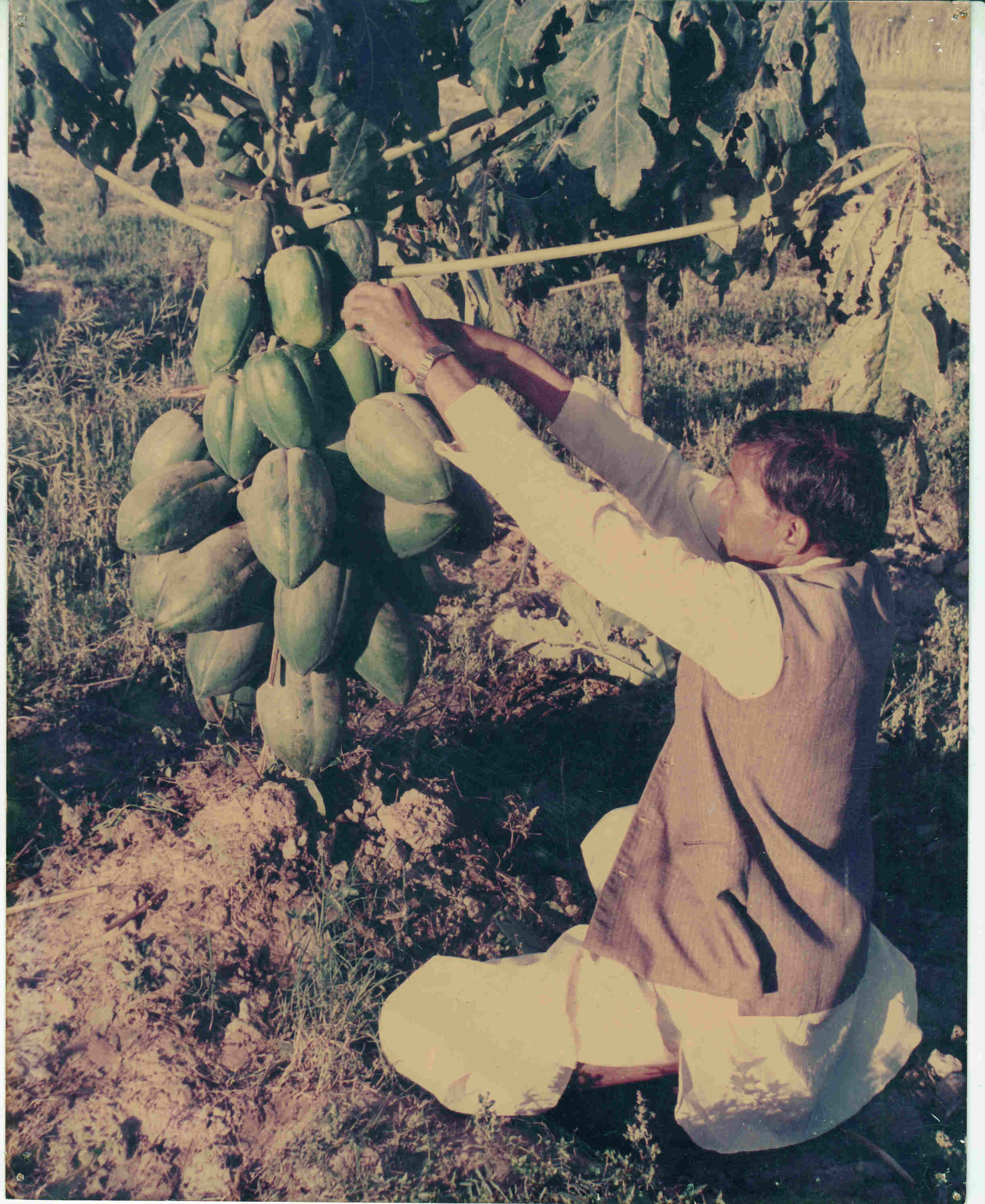 Pusa Dward (Papaya) plantation: March 1987