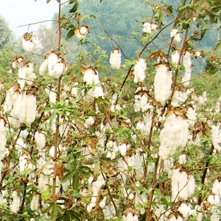 Cotton