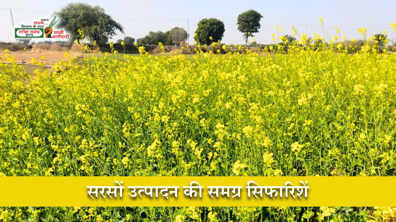सरसों (राया) उत्पादन की समग्र सिफारिशें 