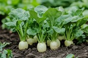 Shiba-44H, Best Radish Seeds,  Thumbnail Image