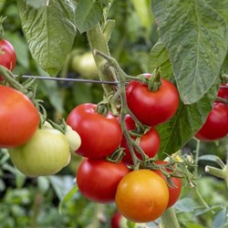 Vegetable Crop