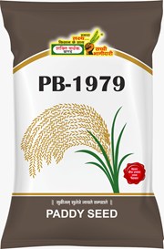 PB-1979, Best Paddy Seeds,  Thumbnail Image