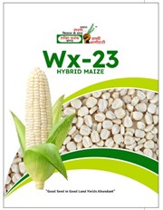 Wx-23 Hybrid Maize, Best Maize Seeds,  Thumbnail Image