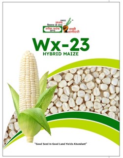 Wx-23 Hybrid Maize