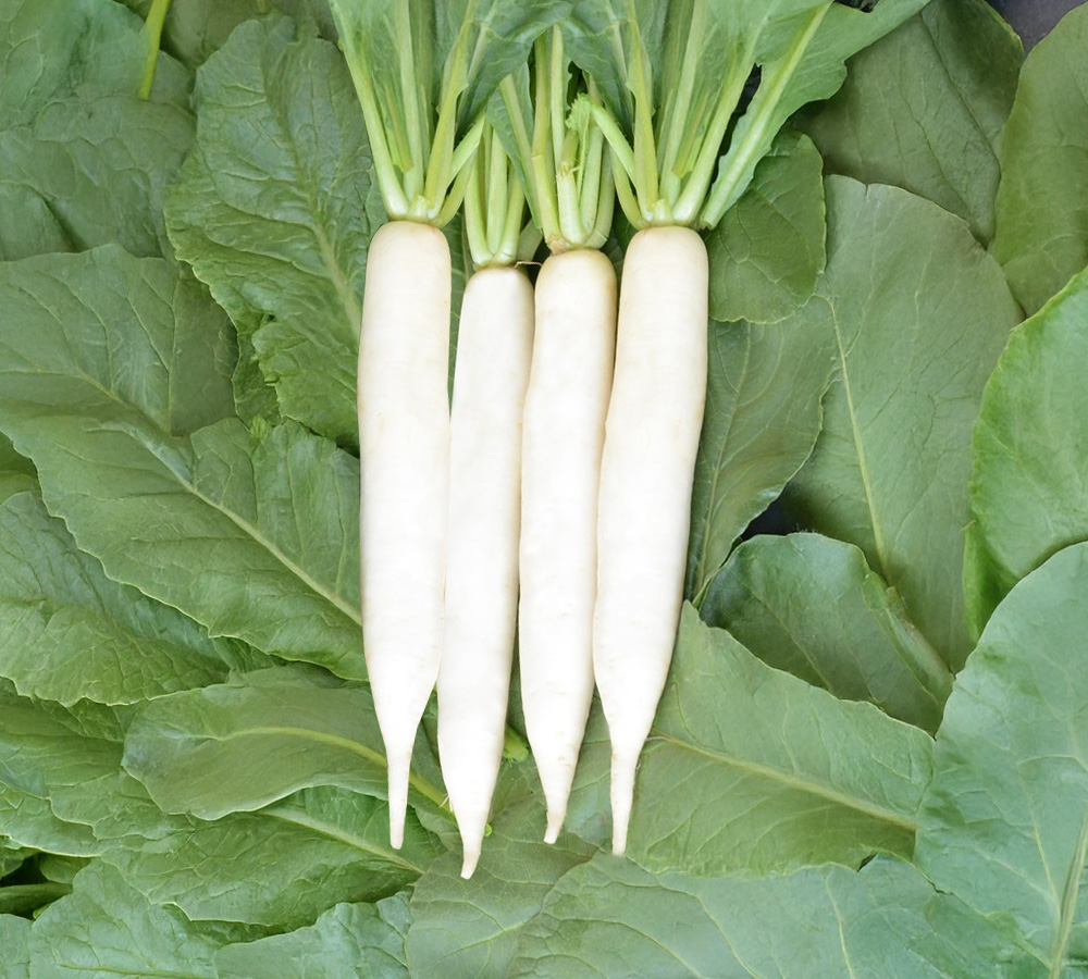 Package of Practice for Cultivation of Radish