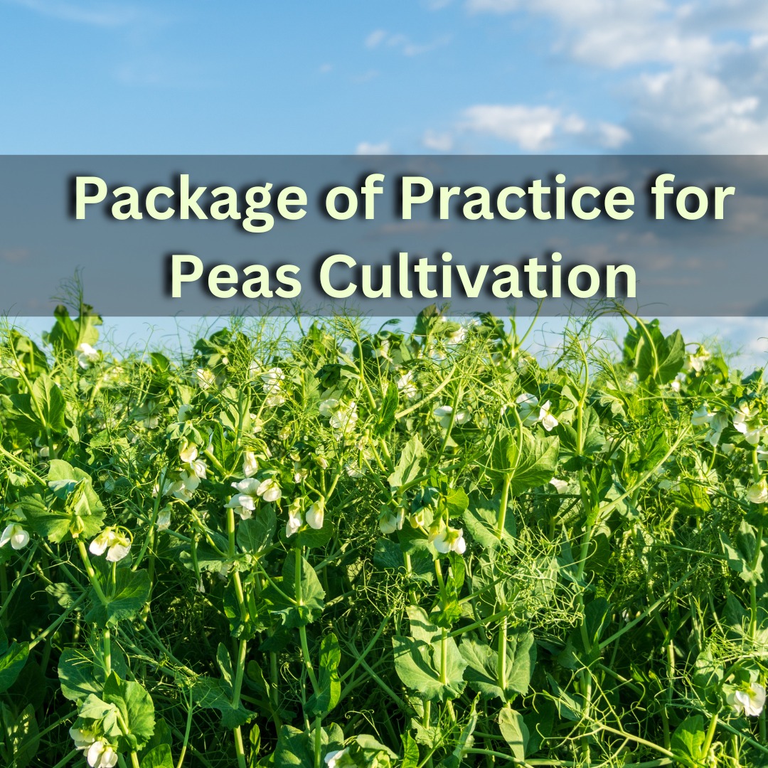 Package of Practice for Cultivation of Peas