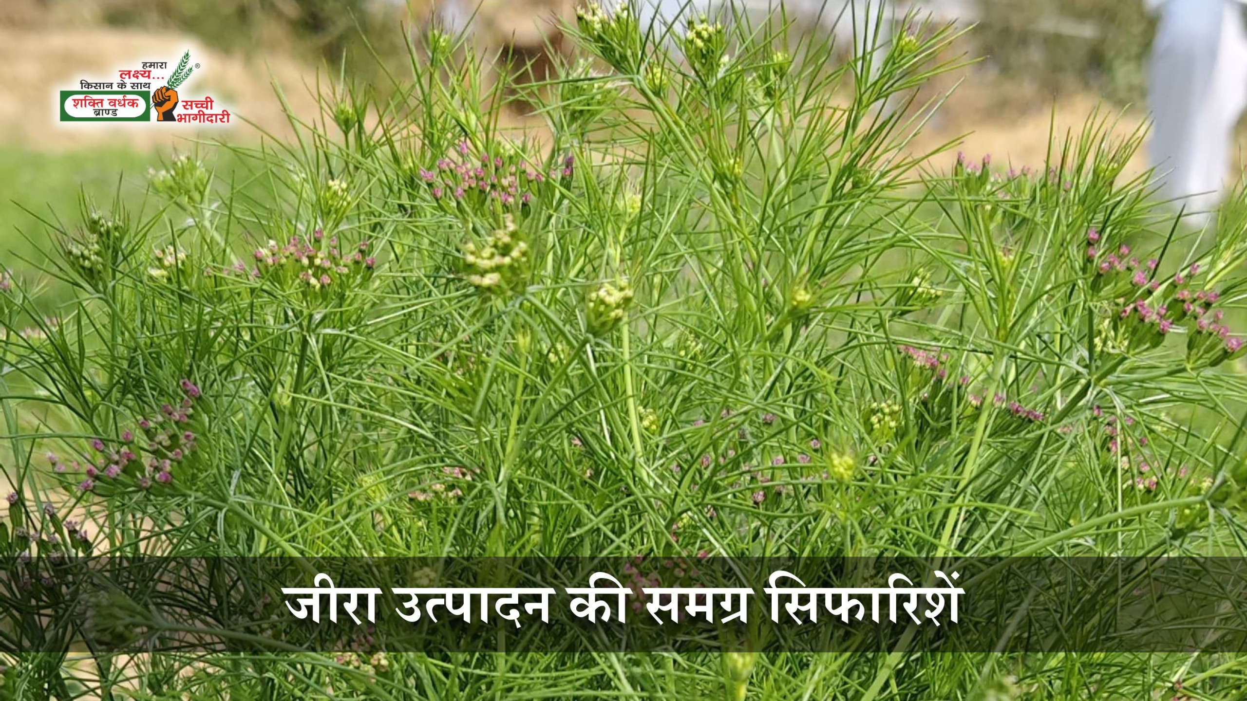 जीरा की भरपूर पैदावार लेने के लिए आवश्यक सुझाव
