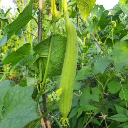 तोरी (स्पंज गॉर्ड)