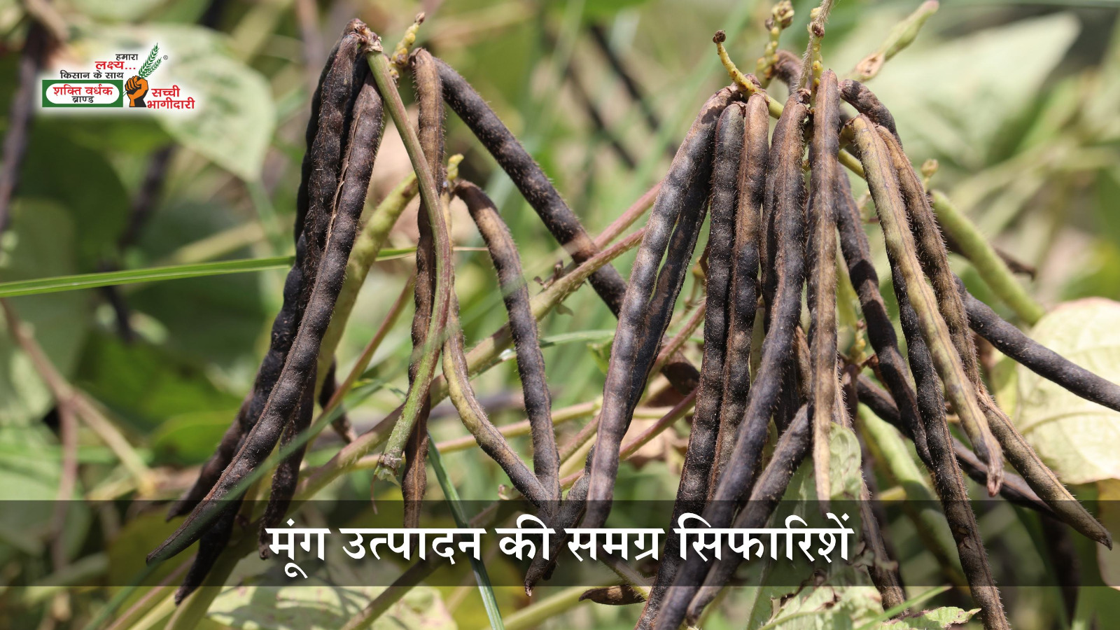 मूंग की बम्पर पैदावार लेने के लिए सुझाव 