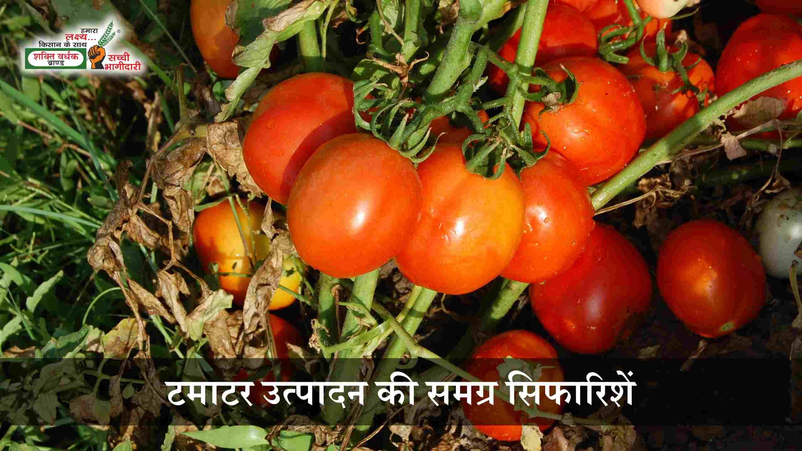 हाईब्रिड टमाटर उत्पादन की उन्नत विधि