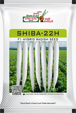 Shiba-22H