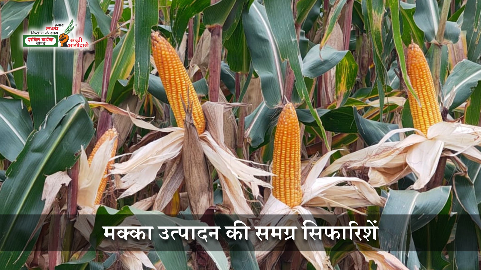 मक्का की खेती की संपूर्ण जानकारी