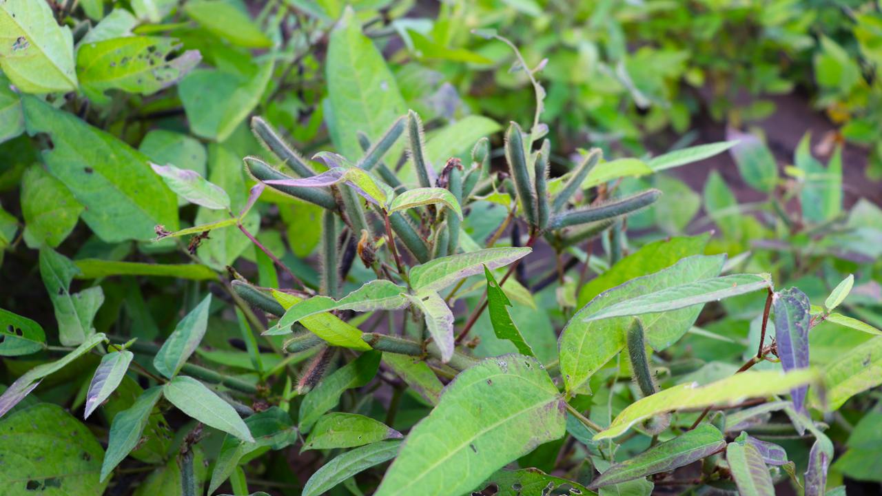Package of Practice for Cultivation of Urad Crop