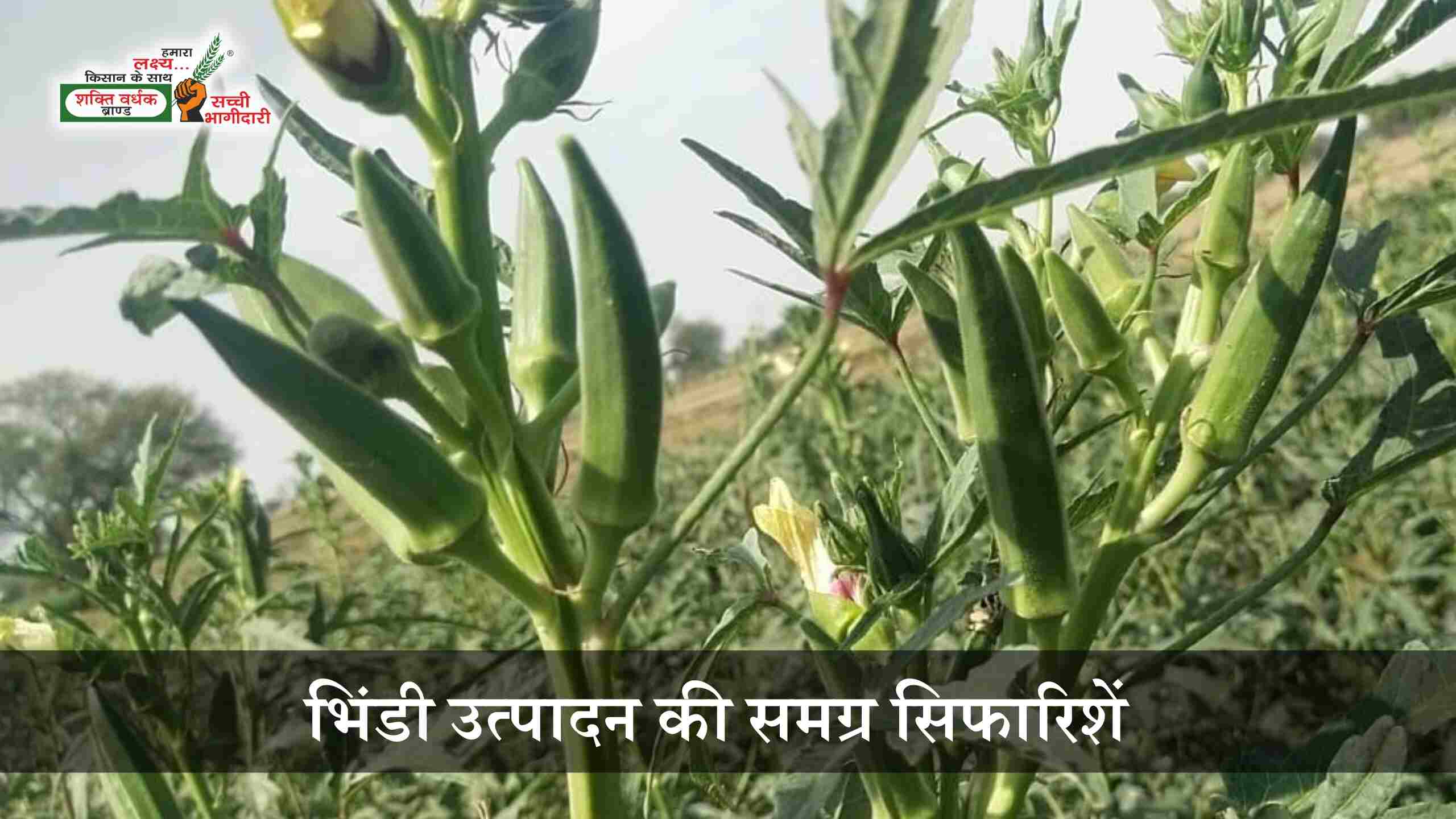 भिण्डी की उन्नत खेती