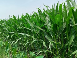 Forage Crops