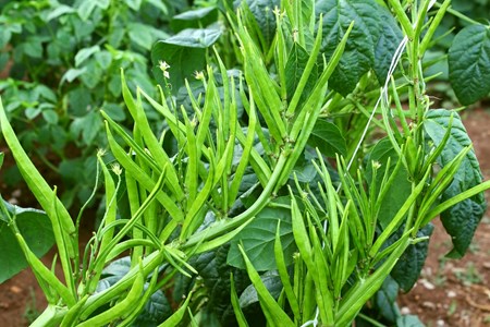 Vegetable Guar