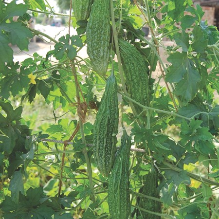 Bittergourd