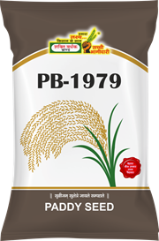 PB-1979, Best Paddy Seeds,  Thumbnail Image