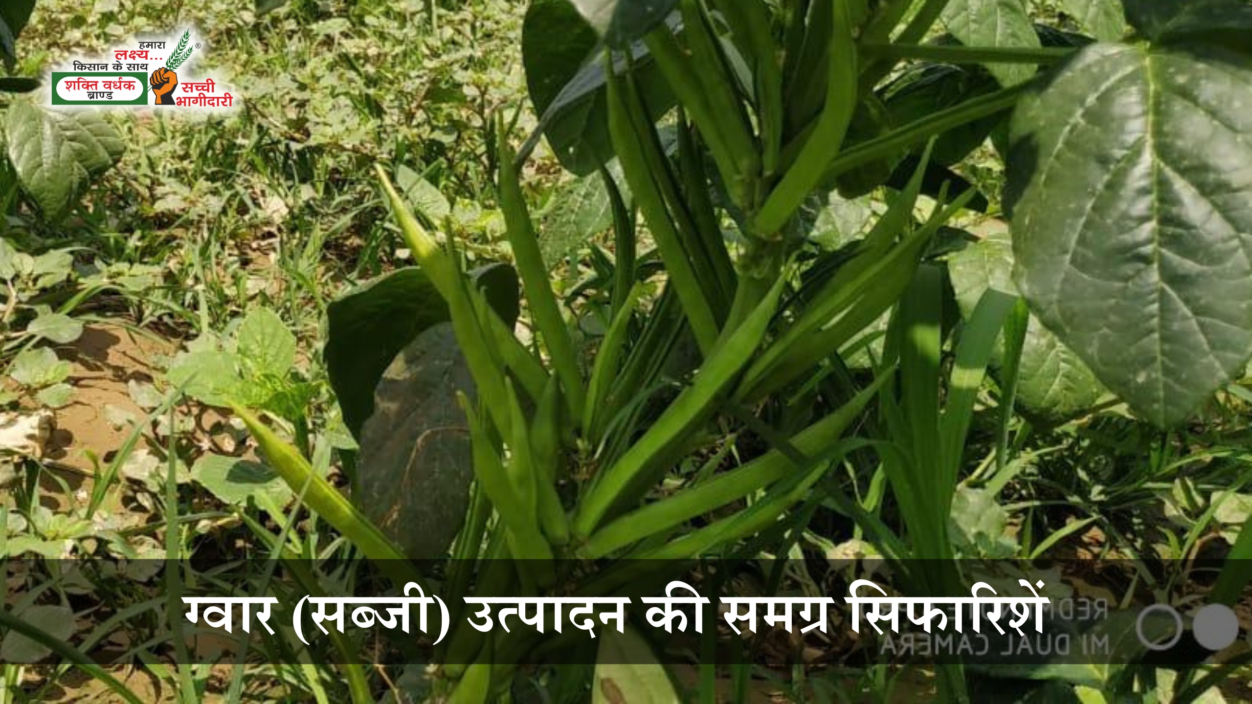 ग्वार की खेती की समग्र सिफारिशें