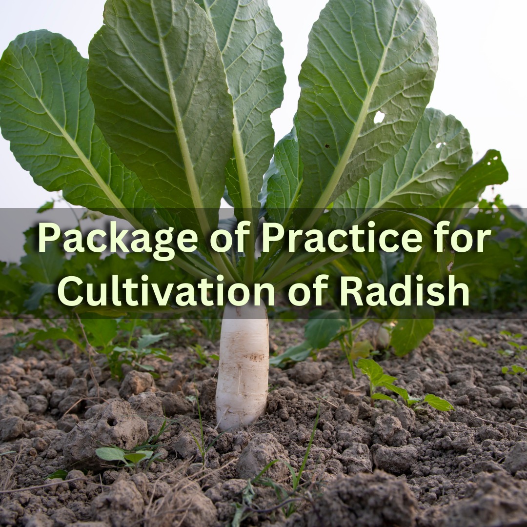 Package of Practice for Cultivation of Radish