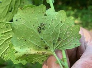 Aphids in Mustard