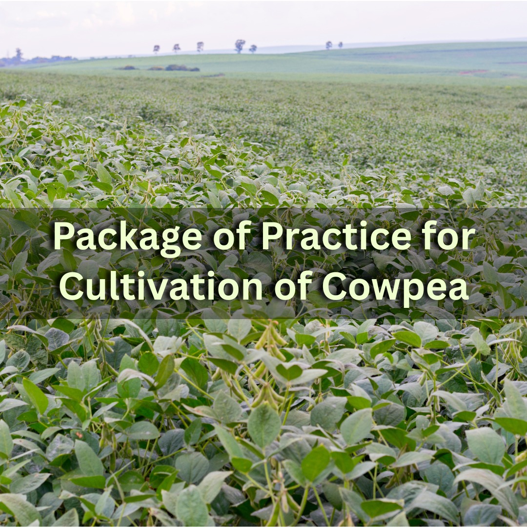 Package of Practice for Cultivation of Cowpea