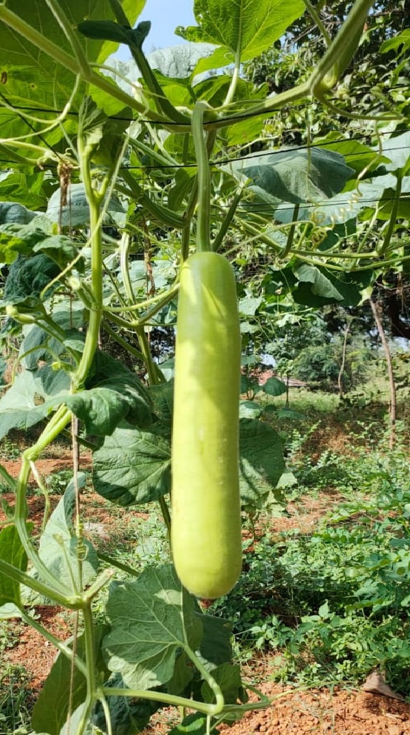 Bottelgourd ( लौकी )