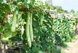 Bottelgourd ( लौकी )