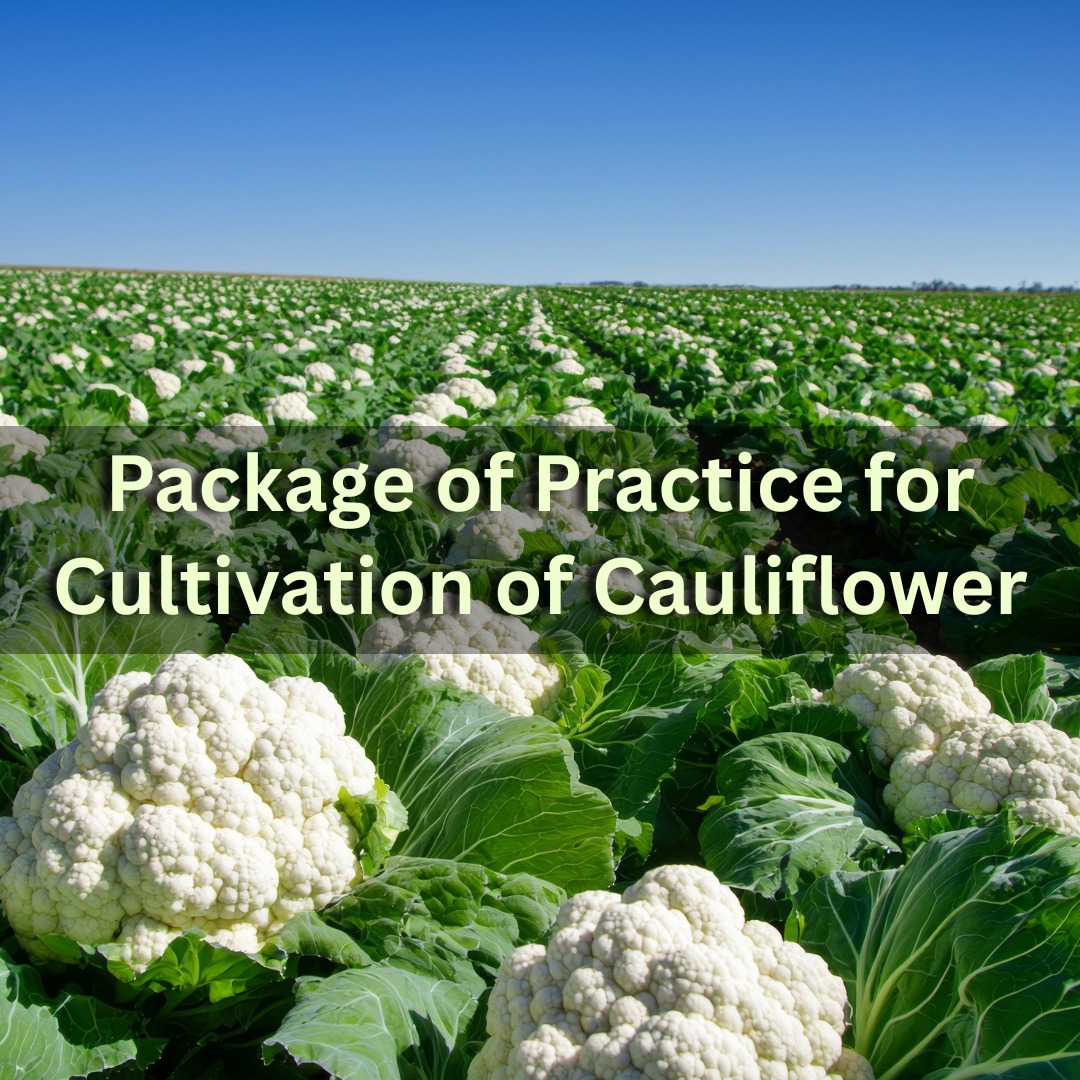 Package of Practice for Cultivation of Cauliflower