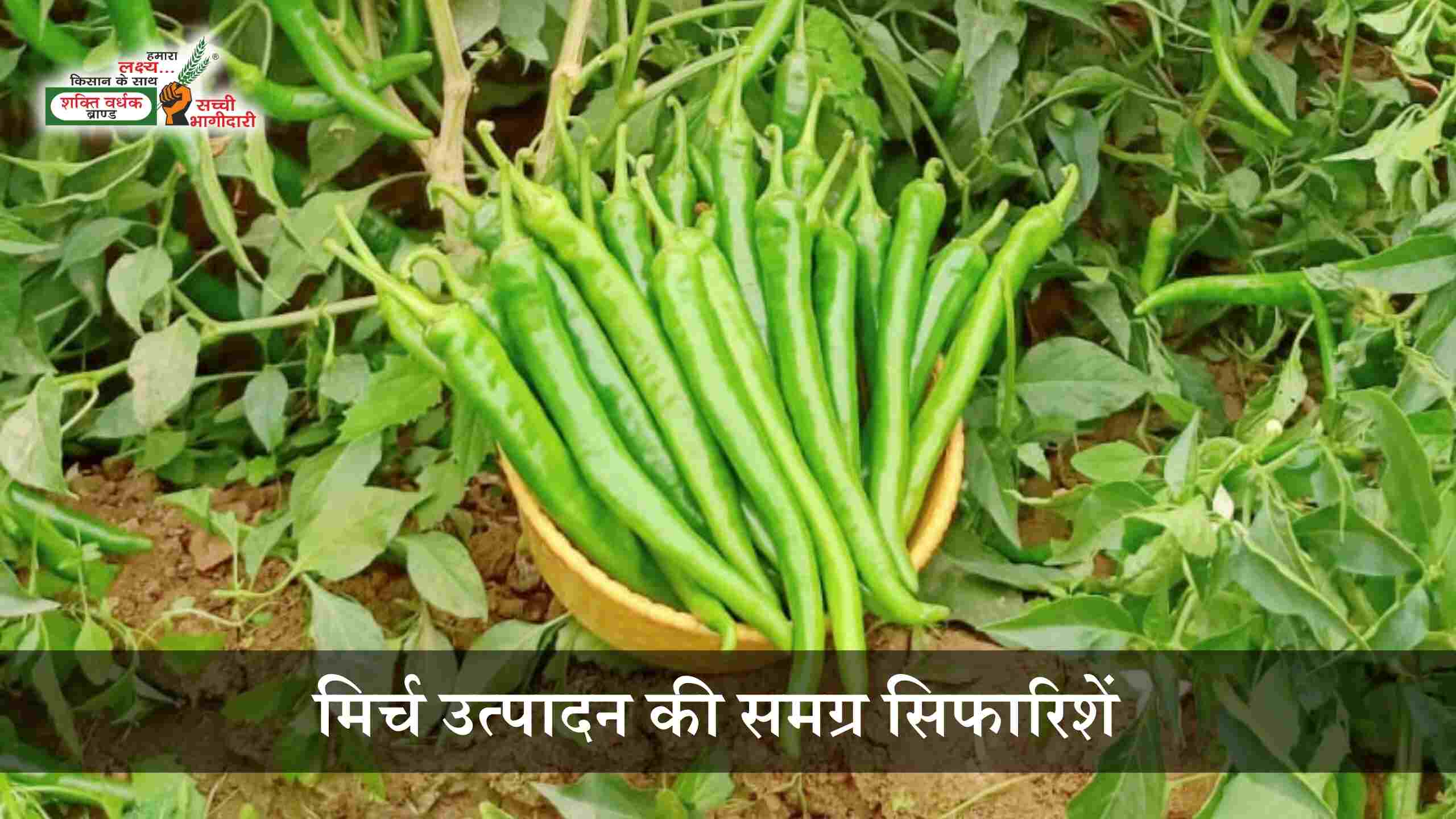 Package of Practice for Chilli Cultivation