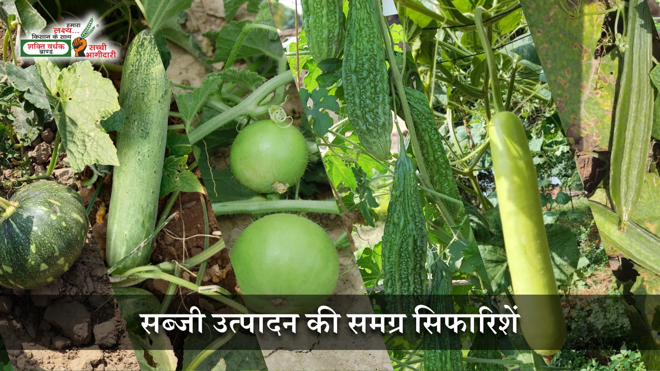 बेल वाली सब्जी की उन्नत खेती
