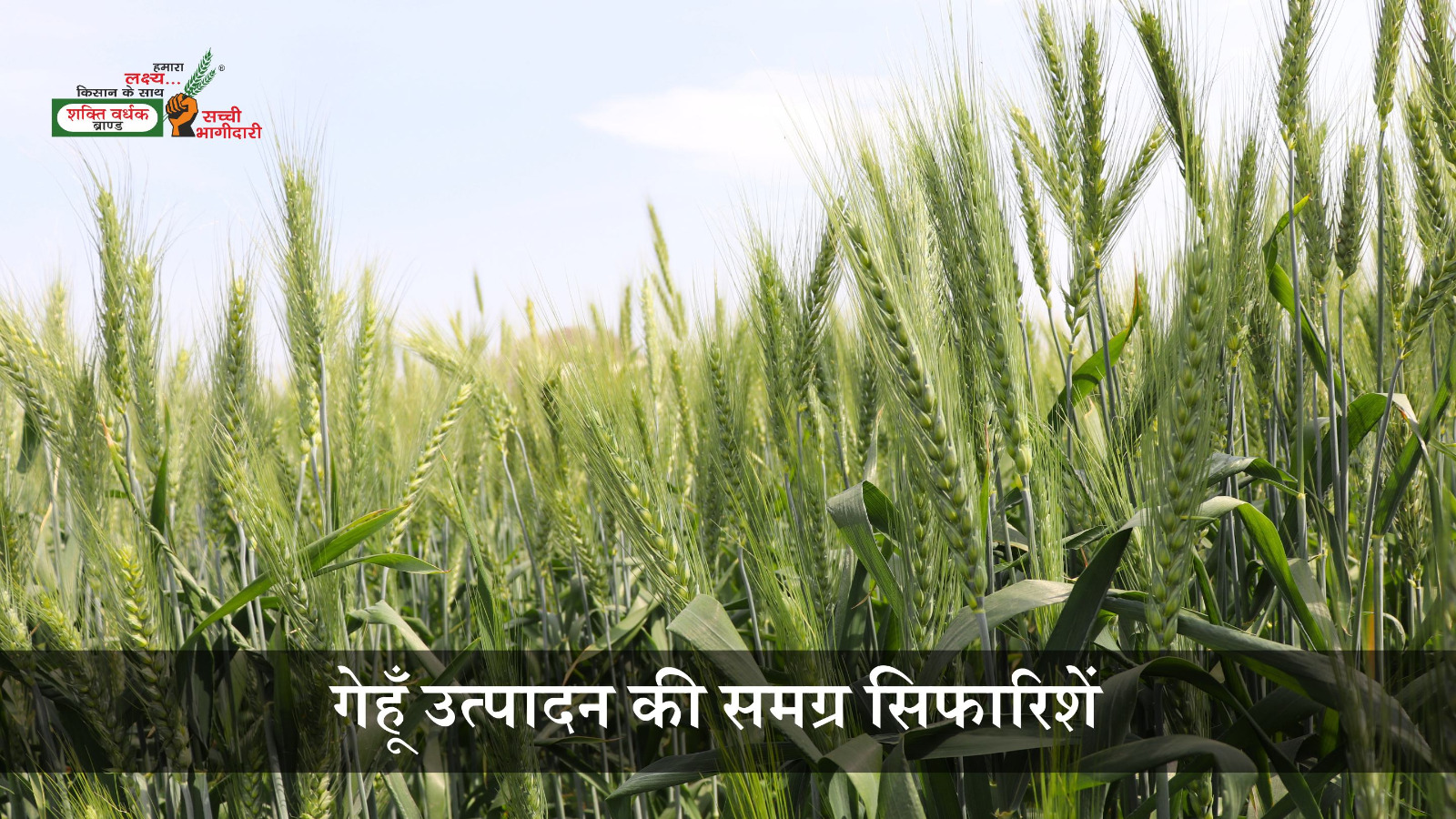 गेहूँ की खेती की समग्र सिफारिशें