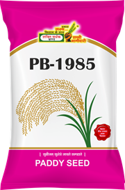 PB-1985, Best Paddy Seeds,  Thumbnail Image
