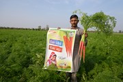 Hisar Madhur, Best Carrot Seeds,  Thumbnail Image